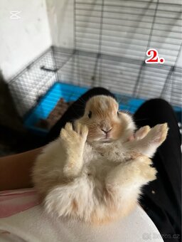 Prodej králíčků 💕 - 2