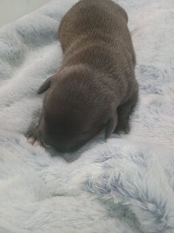 Na prodej amstaff štěňata - 2