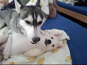 Štěně Husky - 2