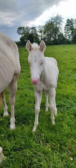 Cremello klisnička s odznaky s reining/cutting původem - 2