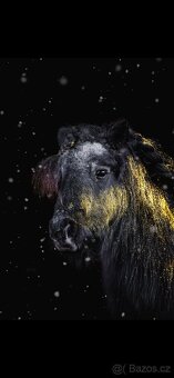 shetland pony - 2