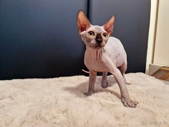 Sphynx koťata - 2