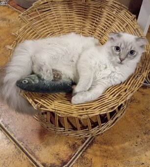 Kotě kluk skotská klapouchá kočka. - 2