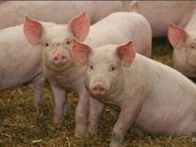 Vykrmena prasata - 2