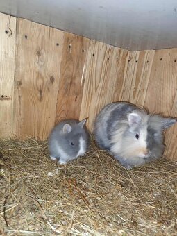 Miminko zakrslého králíčka - 2