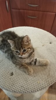 Britská kočička  s PP - 2