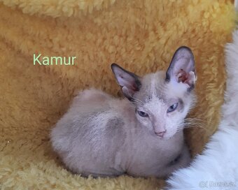 Don Sphynx Koťátka - 2