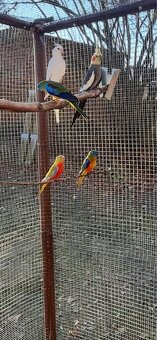 Neoféma tyrkysová 2:1 - 2