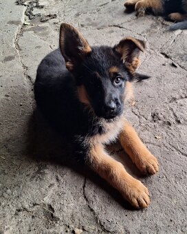 Štěňátko Německého ovčáka - 2