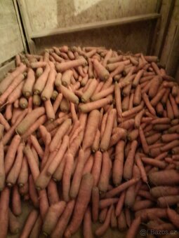 Prodám kvalitní mrkev k uskladnění. - 2