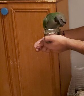 Alexandr čínský 4/2025 - 2