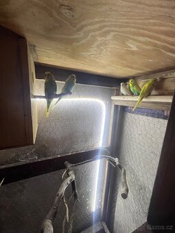 Andulky mláďata -barva  zeleno žlutá - 2