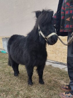 Hřebecek  pony - 2