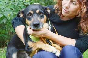 FOX K ADOPCI - PŘÁTELSKÝ, KLIDNÝ, VHODNÝ K DĚTEM - 2