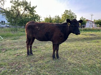 Jalovice Angus - 2