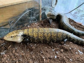Pár Tiliqua Gigas (Scink obrovský) - 2