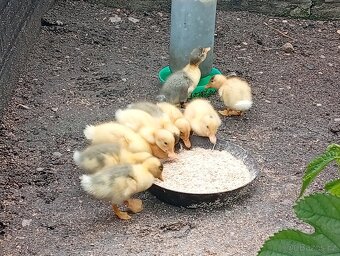 Káčata mix ze dvorku (pekingská x saská) - 2