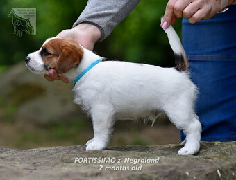 Jack Russell teriér  - pejsek - JIŽ K ODBĚRU - 2