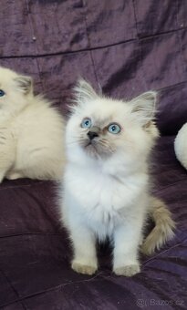Ragdoll kočička bez PP - 2