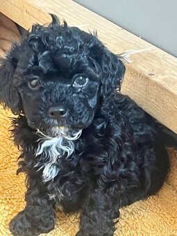 Maltipoo - 2