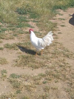 Kohouti Vlašky koroptví a Leghorn - 2