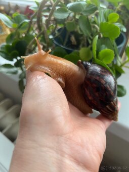 Šnek Achachatina - 2