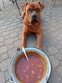 Pes ke krytí americký bandog - 2