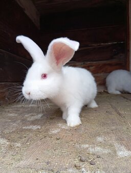 Králíky k chovu nebo na výkrm - 2