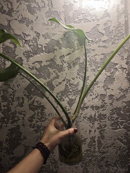 Monstera Deliciosa - 2