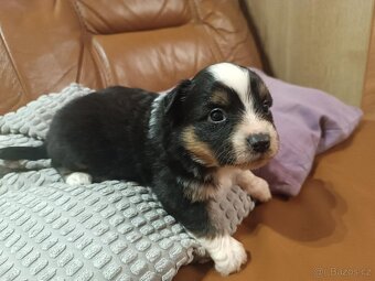 Miniaturní americký ovčák - 2