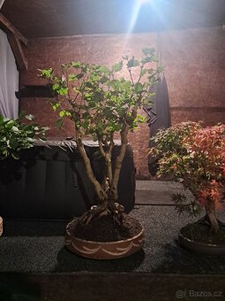 Bonsaj,bonsai Japonský Šeřík - 2