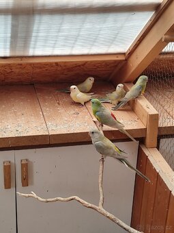 Papoušek zpěvavý - 2