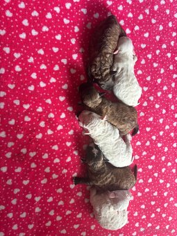 Boloňský psík bez PP - 2