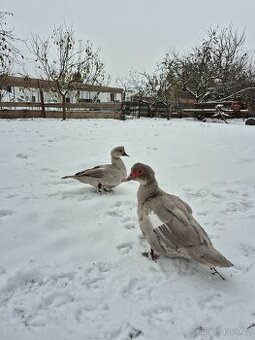 Kachna pižmová perlově šedá - 2