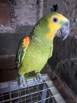 Amazoňan modročelý - 2