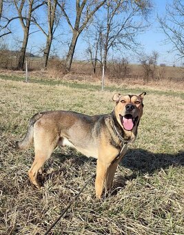 Kříženec husky  hledá domov - 2