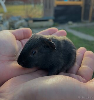 morče - sameček - 2