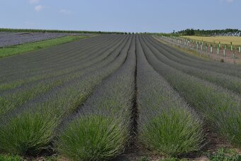 Prodej chaty typu mobilheim v krásné lokalitě – Nové Mlýny, - 2