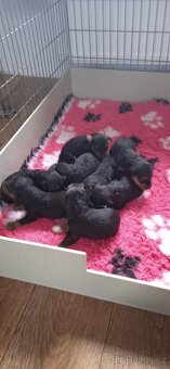 Erdelteriér- Airedale terrier, štěňata - 2