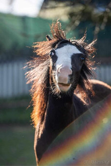 Pony kobylka - 2