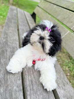 Shih-Tzu štěňatka - 2