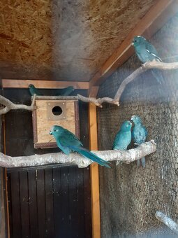 kakariky - 2