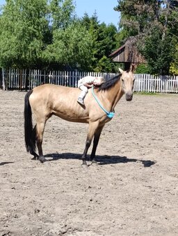 Klisna QH 19 let - 2