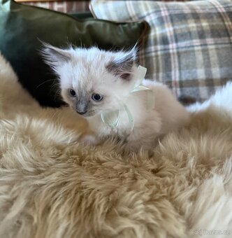 Ragdoll - koťátka - 2
