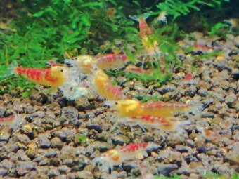Krevetky caridina, neocaridina - 2