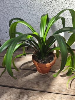 Klivie,Anturie,Aloe Vera - cena za všechny - 2