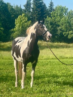 Připouštění Lupo 2250 Velkopolský kůň - 2