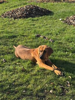 Tosa Inu fenka s PP - 2