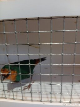 Amada papouščí červenohlavá, drobot - 2