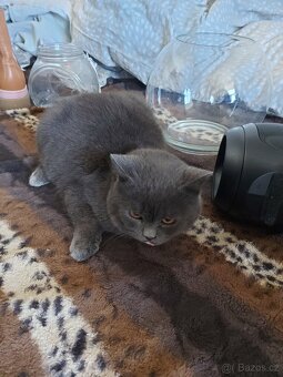 Kocorek modro šedý - 2